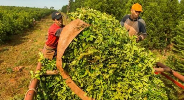 Yerbateros del norte provincial vuelven a movilizarse para reclamar "precio justo" imagen-3