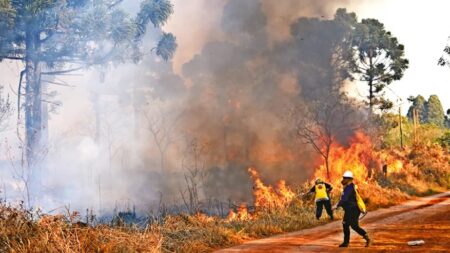 En lo que va del año, Misiones registró más de 500 incendios, 1.500 hectáreas de maleza afectadas, 60 viviendas destruidas y 25 vehículos quemados imagen-18