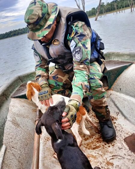 Policías de medio ambiente rescataron perros abandonados por cazadores en un islote imagen-2