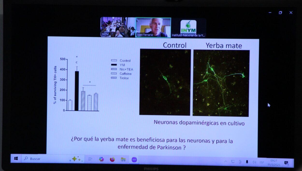 "El mate previene el Parkinson, una enfermedad en aumento en el mundo" imagen-8