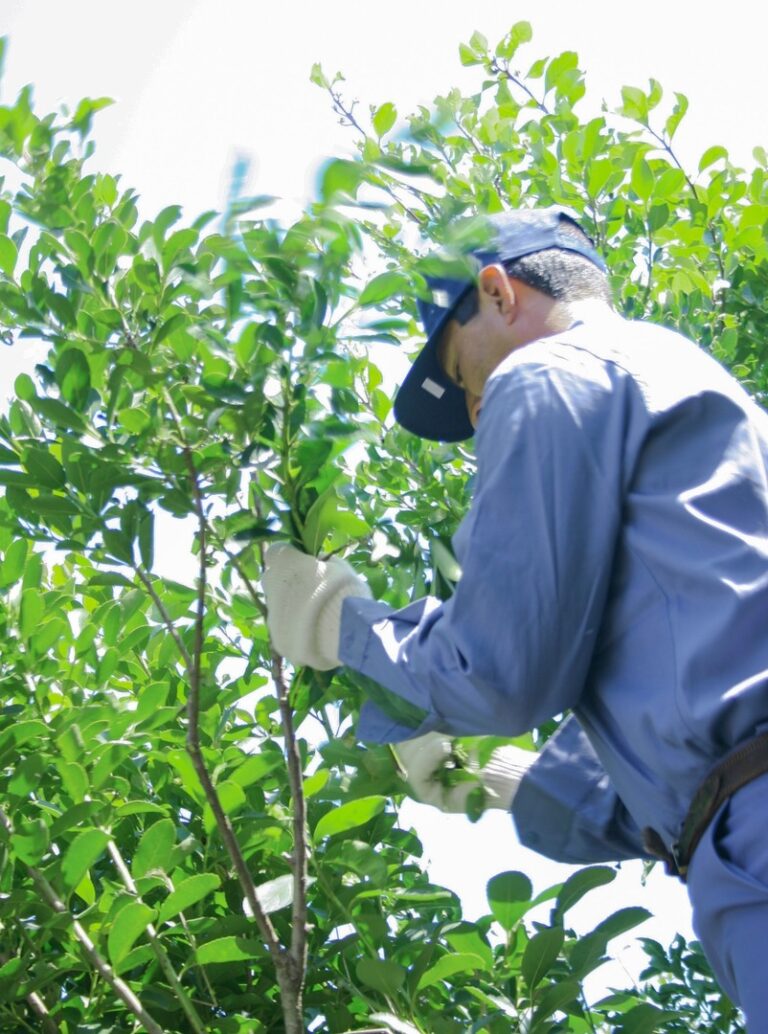Inym: el Convenio de Corresponsabilidad Gremial cumple una década como herramienta que beneficia a toda la cadena yerbatera imagen-34