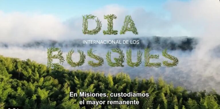 En el Día de los Bosques, Misiones reivindicó su política ambiental imagen-40
