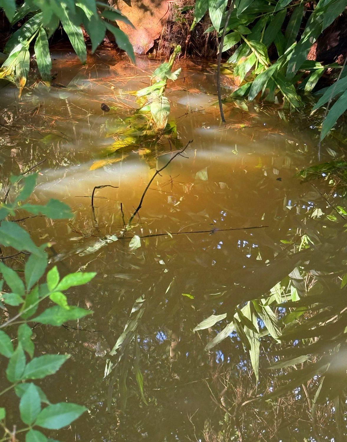 Roca Chica: Falta de agua perjudica a 13 familias agricultoras y sufren más los adultos mayores imagen-10