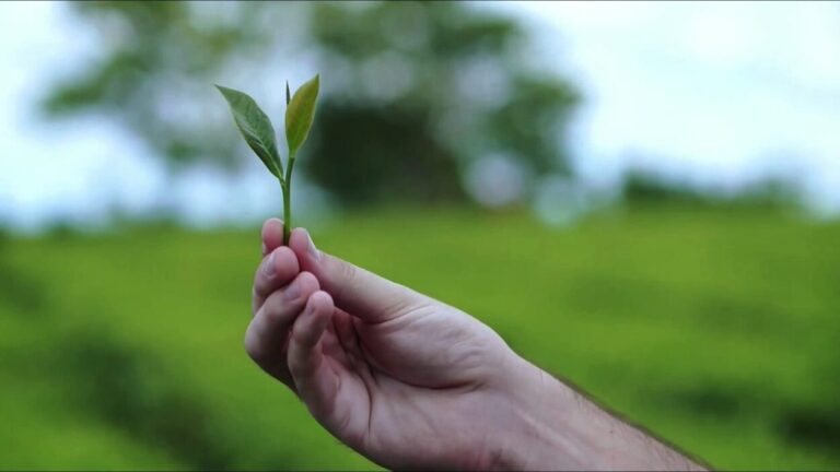 De Misiones a Tierra del Fuego: el modelo de producción orgánica como estrategia de desarrollo sigue expandiéndose De Misiones a Tierra del Fuego: el modelo de producción orgánica como estrategia de desarrollo sigue expandiéndose imagen-35