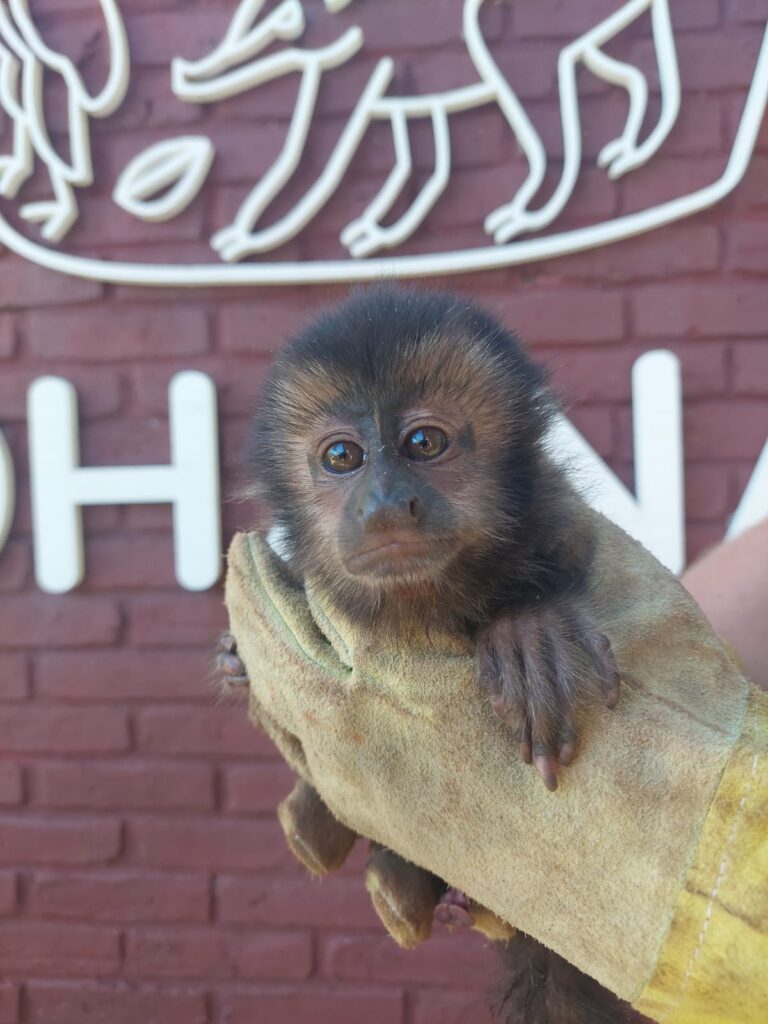 Preservación: Policías ambientales rescataron un mono, una tortuga y un lobo de río imagen-38