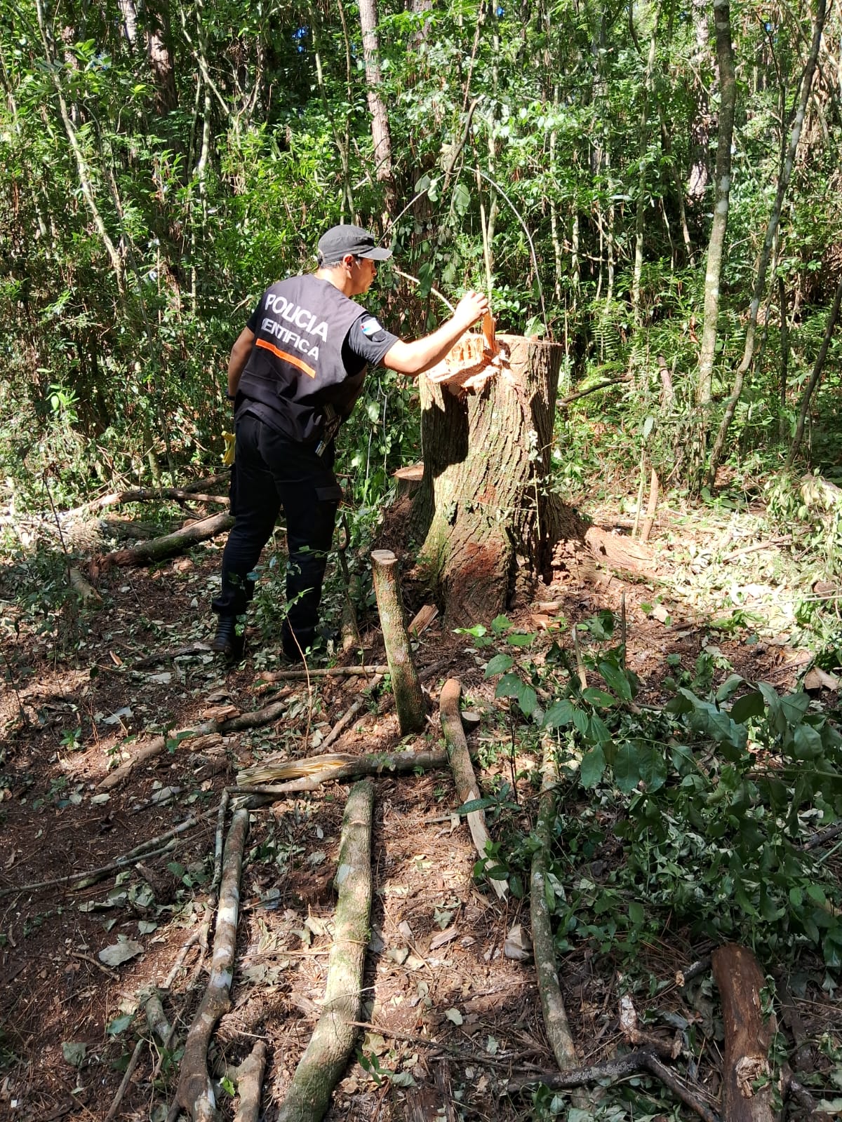 Hay tres detenidos tras el secuestro de un camión cargado con rollos de madera nativa robados en una chacra imagen-4