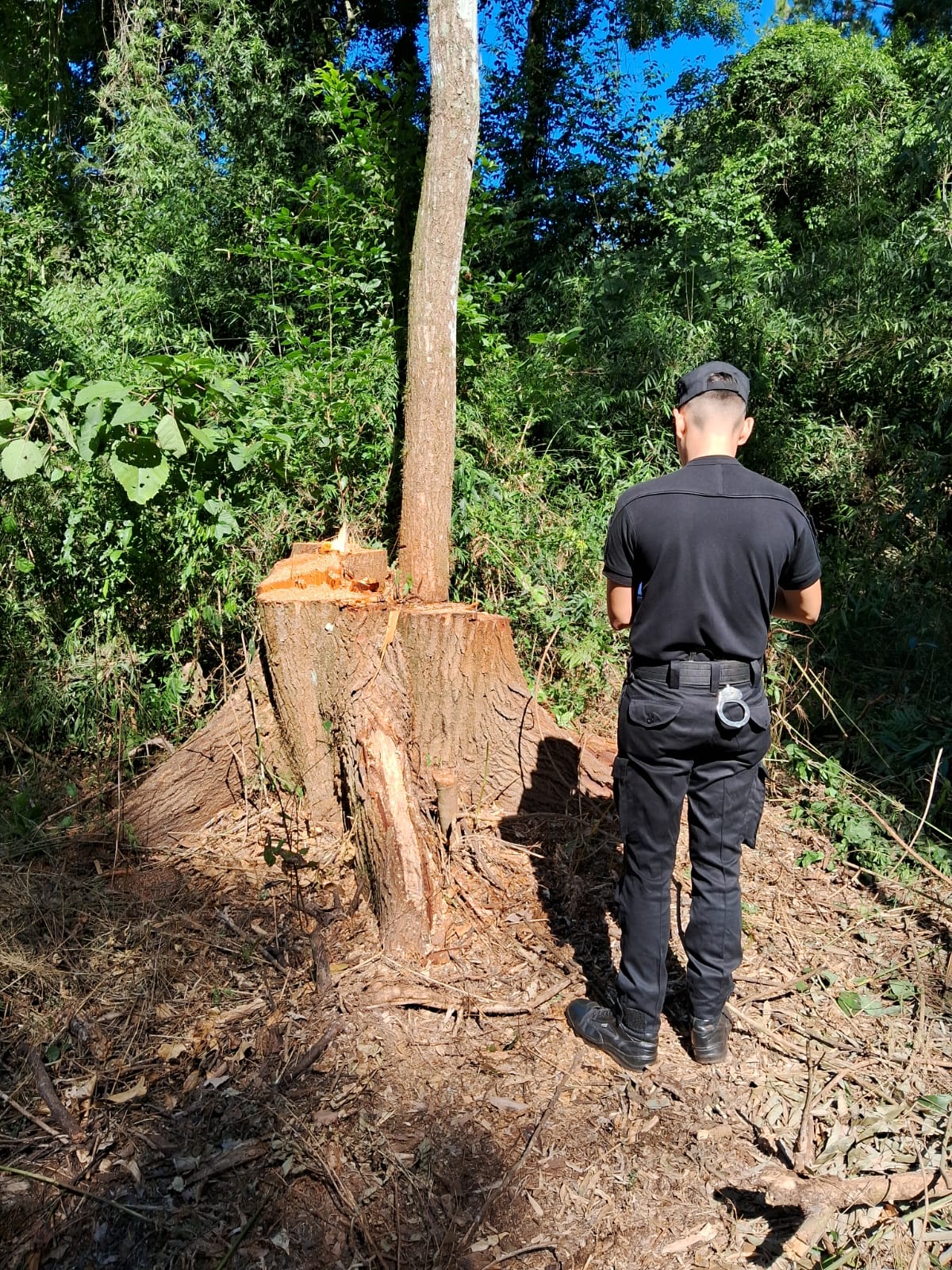 Hay tres detenidos tras el secuestro de un camión cargado con rollos de madera nativa robados en una chacra imagen-6