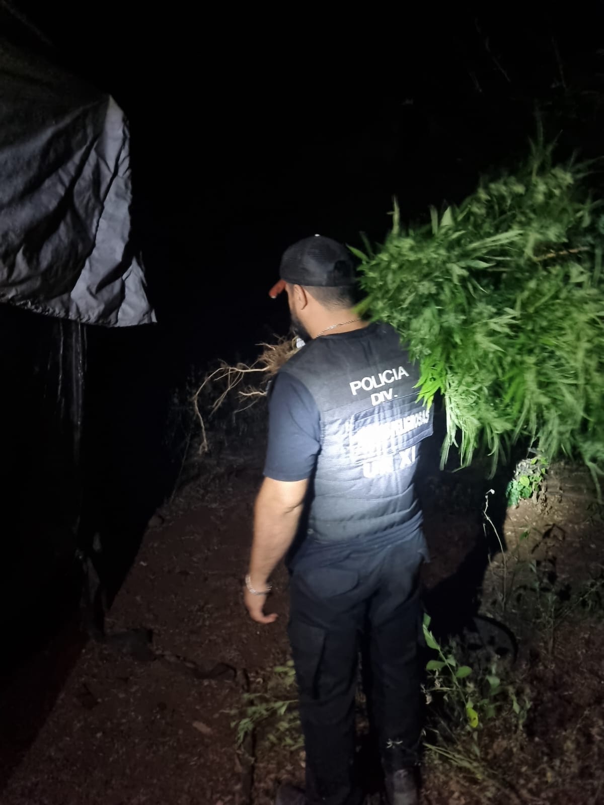 Operación Policial "Monte Verde": más de $700 millones en marihuana incautada, dos detenidos y armas secuestradas imagen-4