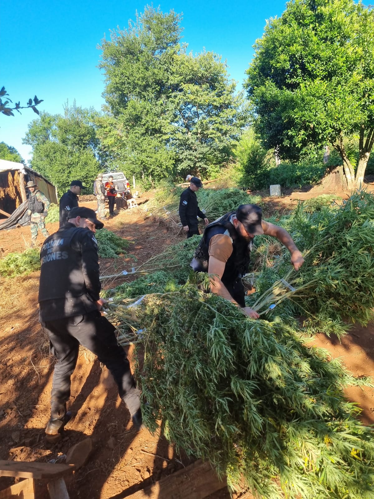 Operación Policial "Monte Verde": más de $700 millones en marihuana incautada, dos detenidos y armas secuestradas imagen-15