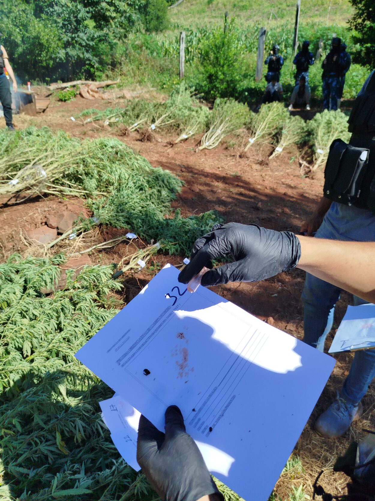 Operación Policial "Monte Verde": más de $700 millones en marihuana incautada, dos detenidos y armas secuestradas imagen-10