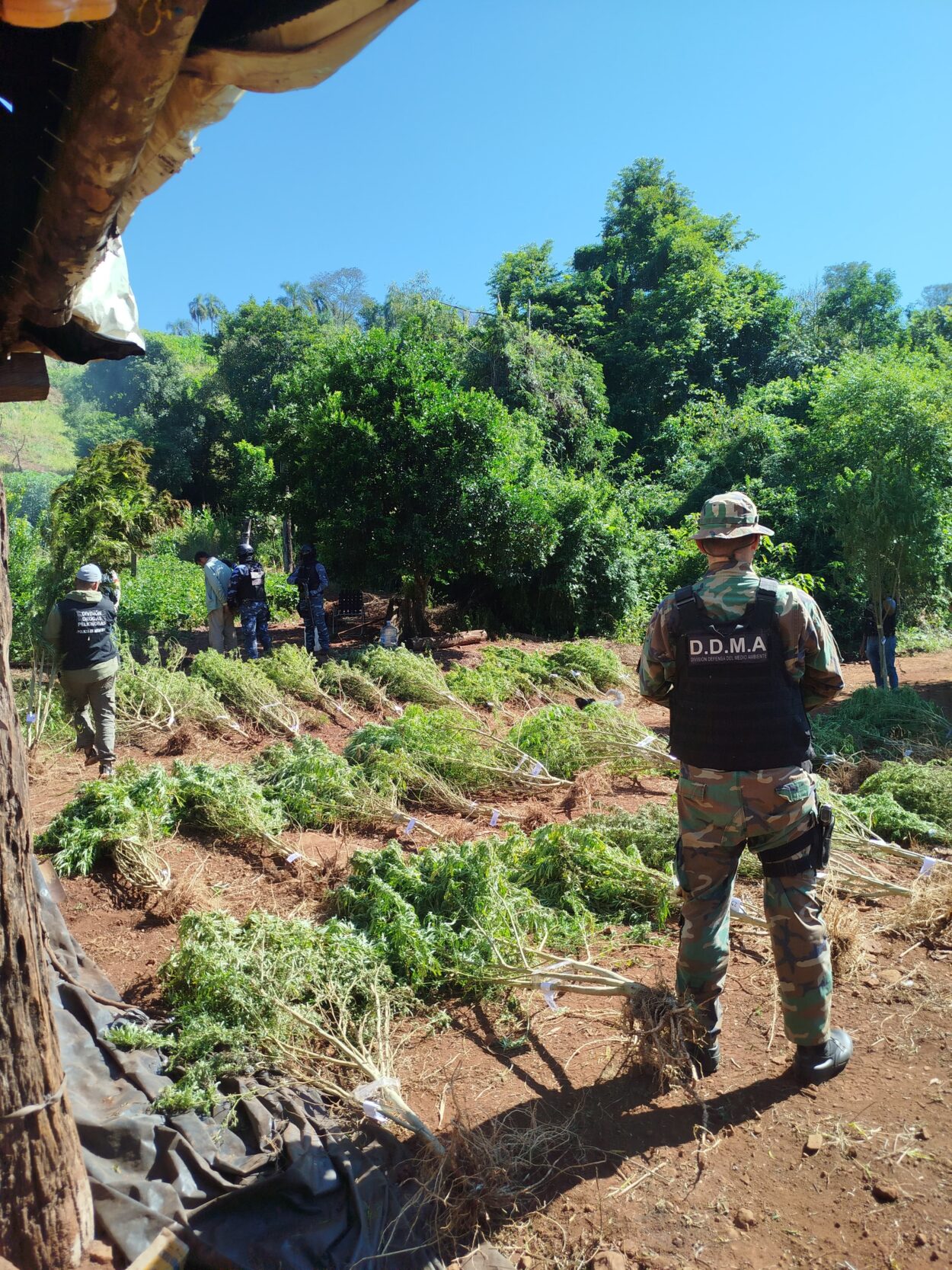 Operación Policial "Monte Verde": más de $700 millones en marihuana incautada, dos detenidos y armas secuestradas imagen-12