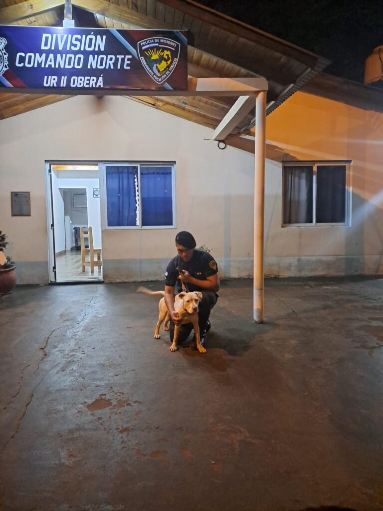 La Policía recuperó a "Luna"  una perra Pitbull robada de una vivienda de Oberá imagen-17