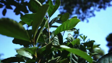 Yerba Mate: expectativas de que el precio de la hoja verde llegue a los $350 imagen-20