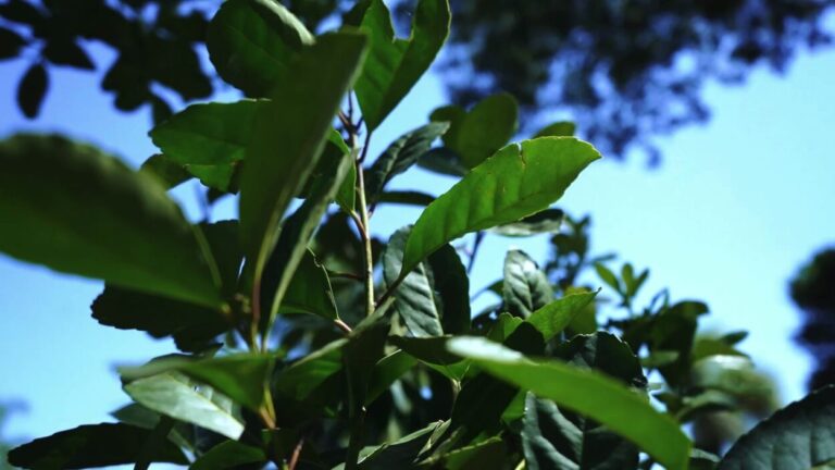 El gobernador Passalacqua pide a Nación que revea la medida de liberar las áreas de plantación de Yerba Mate imagen-37