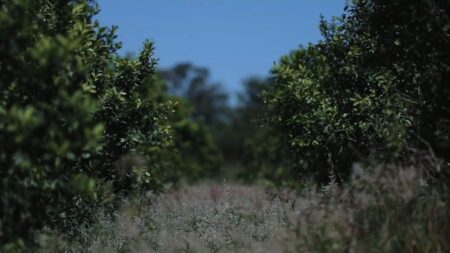 Sturzenegger celebró la Resolución que desregula la actividad yerbatera: «Ahora es momento de salir a conquistar el mundo”, afirmó Sturzenegger celebró la Resolución que desregula la actividad yerbatera: "Ahora es momento de salir a conquistar el mundo”, afirmó imagen-4