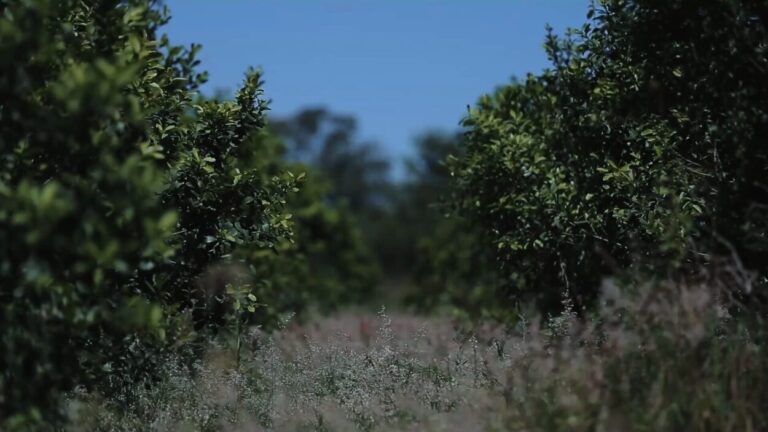 Sturzenegger celebró la Resolución que desregula la actividad yerbatera: "Ahora es momento de salir a conquistar el mundo”, afirmó imagen-7