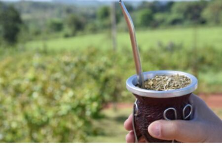 Yerba Mate: los molinos empiezan a abrir sus abultadas billeteras y ofertan algo más de $300 para inicio de la zafra imagen-3