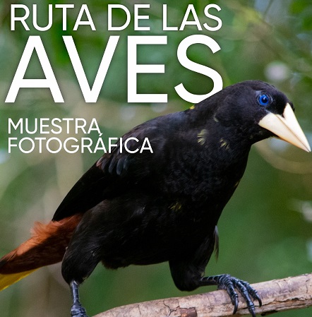 Abren la muestra fotográfica itinerante de aves en Misiones imagen-2