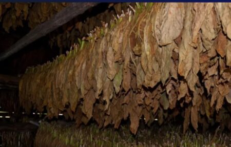 Cerca de 1.500 productores tabacaleros cobrarán este viernes 21 el primer pago del FET imagen-9