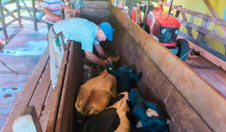 Sin ayuda financiera de Nación, este lunes comienza en Misiones la vacunación contra la fiebre aftosa a más de 300 mil bovinos y bubalinos imagen-13