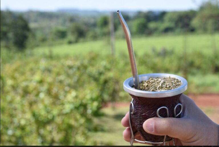 ¿El mate ayuda a reducir el colesterol y a bajar de peso?, la ciencia responde imagen-21