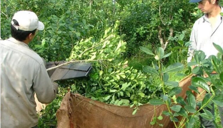 Respaldo de Universidad de Integración Latinoamericana y otras organizaciones académicas y sociales, al MAM y a Apam en la lucha contra la desregulación yerbatera de Milei imagen-17