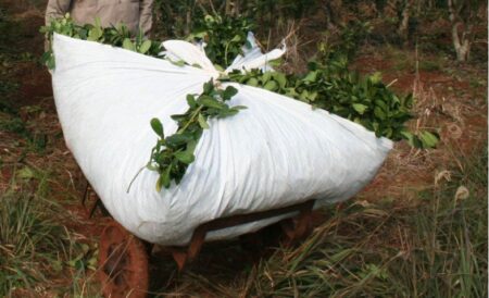 "El precio de la yerba mate está por el suelo y es responsabilidad de quienes pedían la desregulación del mercado yerbatero" imagen-17