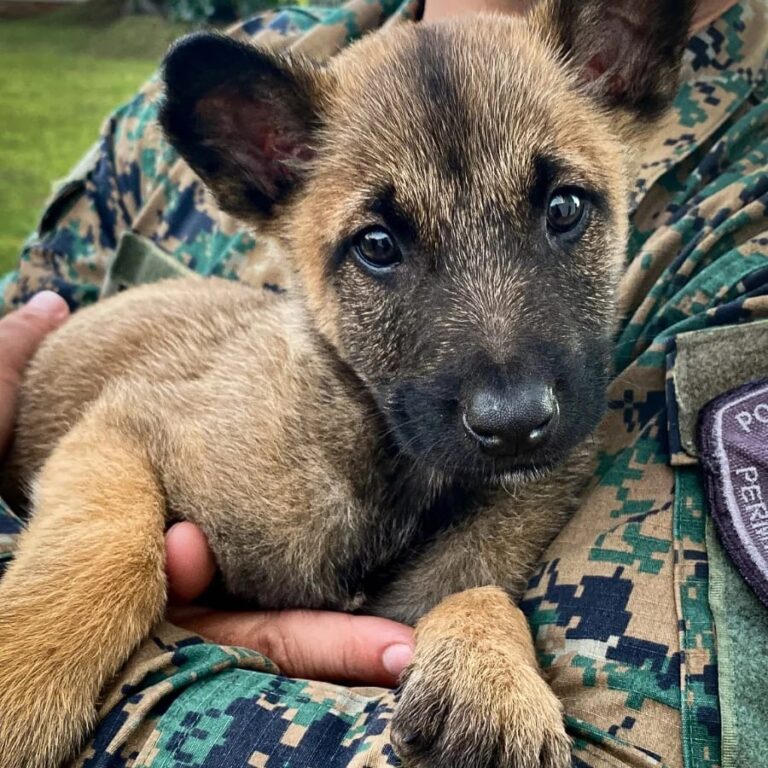 La Policía incorporó otra mascota y pide propuestas para nombrarla imagen-3