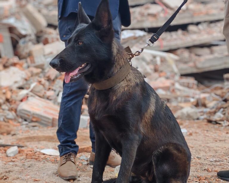 "Maya", la perra heroína encarnacena que ayudó a encontrar los cuerpos de las víctimas del derrumbe de un edificio en construcción imagen-11