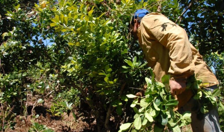 "Tierra, Techo, Trabajo son derechos sagrados", señalan imagen-45