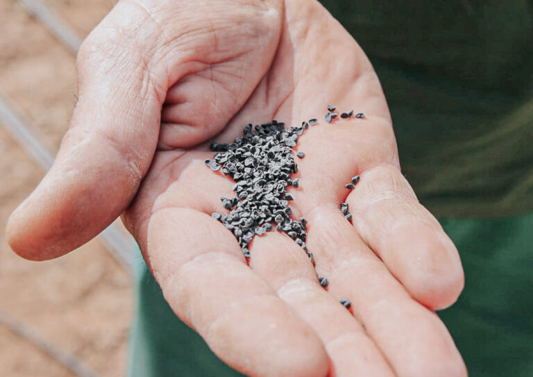 Cebolla morada y bioinsumos: avanzan en la diversificación productiva de las chacras misioneras imagen-19