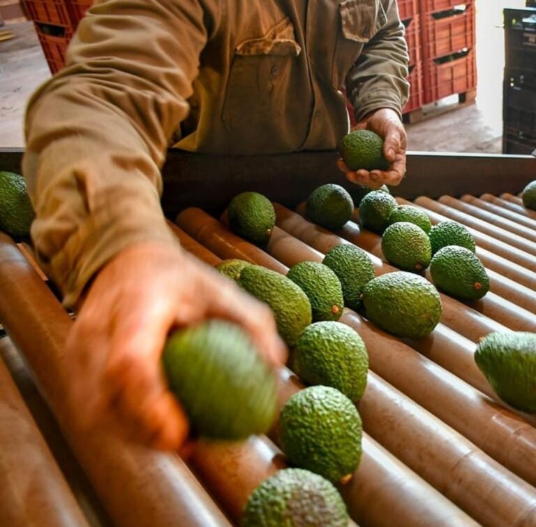 Se realizará una capacitación gratuita sobre cultivo de palta en San Vicente imagen-39