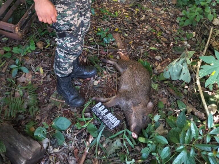 Cazadores ilegales mataron a un Pecarí y son intensamente buscados por la Policía imagen-42