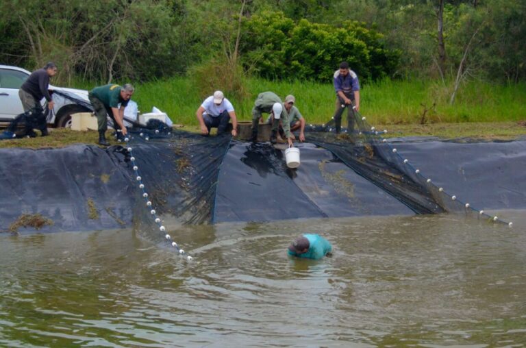 Con la entrega de alevines a productores de Fracrán, se puso en marcha el programa “Criar para conservar” imagen-27
