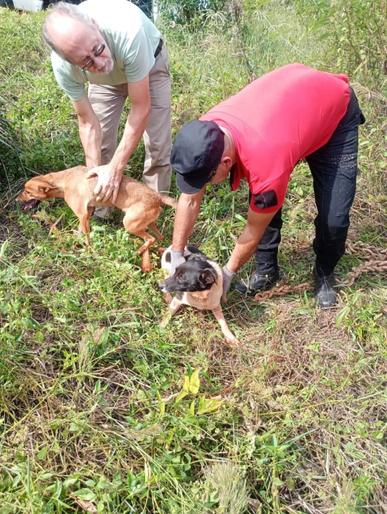 Impactantes rescates: Policías salvan a tres perros, uno atado bajo un puente y dos atrapados en un pozo imagen-46