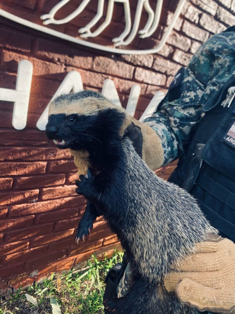 Policía ambiental rescató a un hurón menor en Campo Grande imagen-39