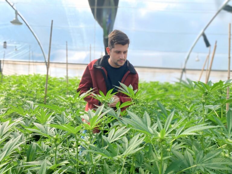 Misiones avanza en políticas federales para el desarrollo del cannabis imagen-27