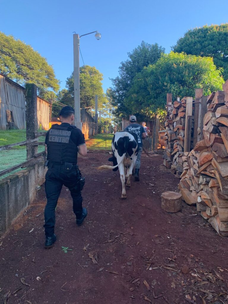 Oberá: Policías hallaron y restituyeron a un colono su vaca lechera imagen-7