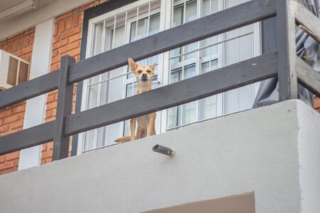 Animales de Compañía en Posadas: el 88,6% de los hogares relevados tiene al menos un animal de compañía imagen-9