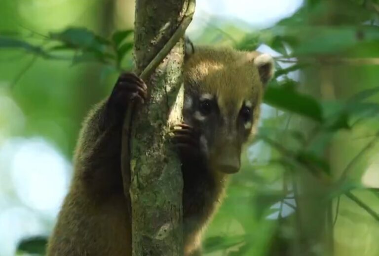 Firman convenio para incorporar la Reserva Privada GES, en Almafuerte, al Sistema Provincial de Áreas Naturales Protegidas imagen-5