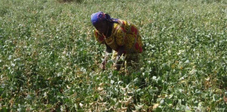 Una gigantesca iniciativa de 11 países está frenando al avance del desierto con una barrera verde imagen-35