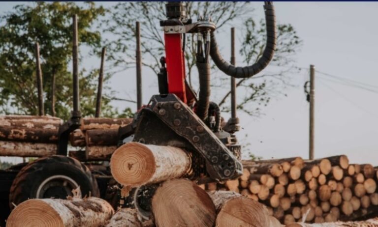 En la política económica de Milei las principales víctimas son las pymes, advierte experto en foresto-industria imagen-37