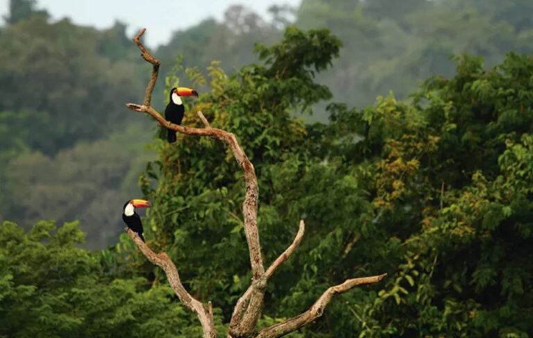 Muestra fotográfica de aves en los Saltos del Moconá imagen-9