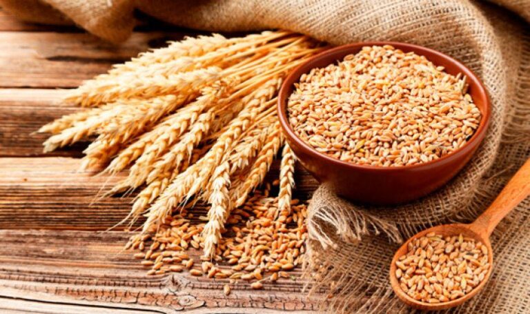 La siembra de trigo en Argentina alcanzaría un récord histórico en la campaña 2025/26 imagen-49