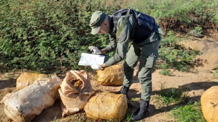Patrullas de gendarmes detectan más de 235 kilos de estupefaciente en Misiones Patrullas de gendarmes detectan más de 235 kilos de estupefaciente en Misiones imagen-4