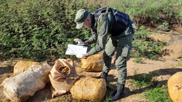 Patrullas de gendarmes detectan más de 235 kilos de estupefaciente en Misiones imagen-34