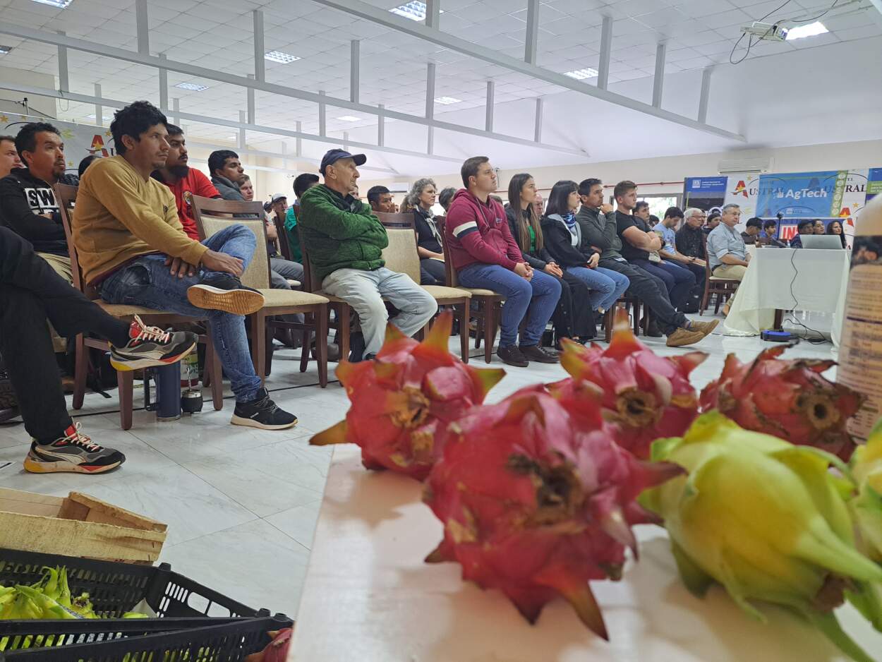 Crece el interés de productores misioneros por el cultivo de frutas tropicales imagen-8