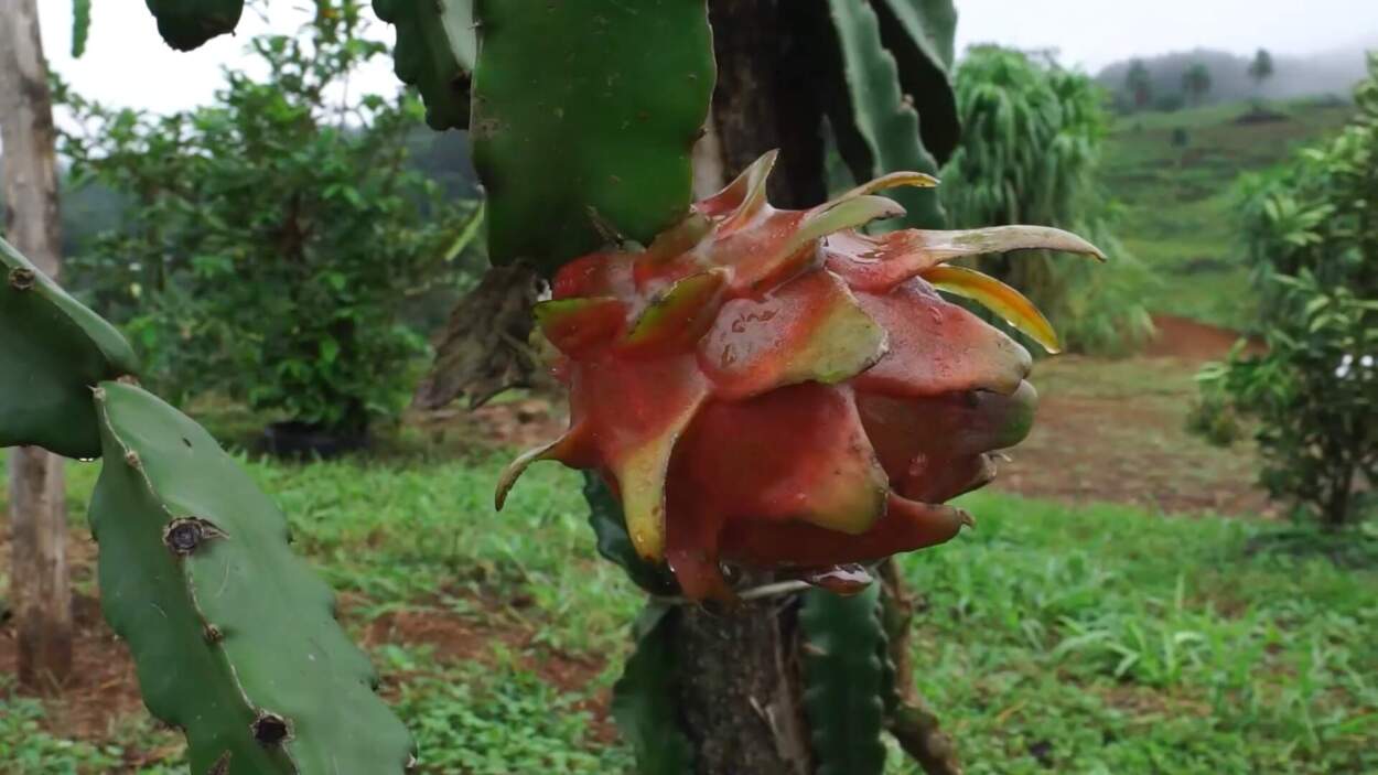 Crece el interés de productores misioneros por el cultivo de frutas tropicales imagen-10