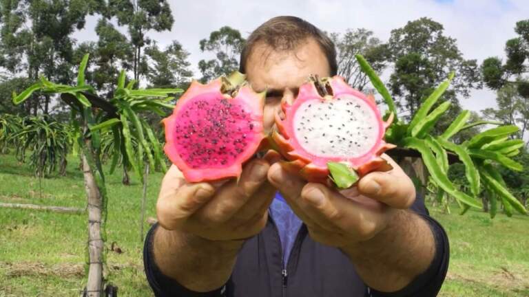 Crece el interés de productores misioneros por el cultivo de frutas tropicales imagen-33