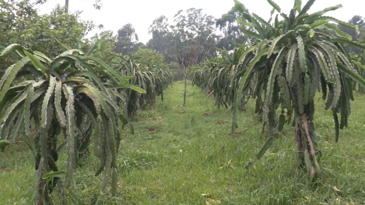 Crece el interés de productores misioneros por el cultivo de frutas tropicales imagen-12
